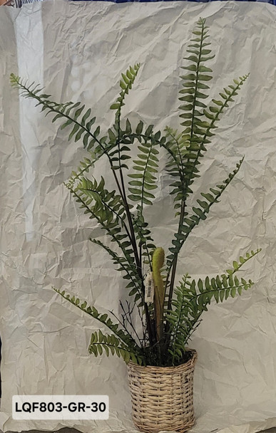 31IN  BOSTON FERN IN BASKET GR   LQF803-GR-30