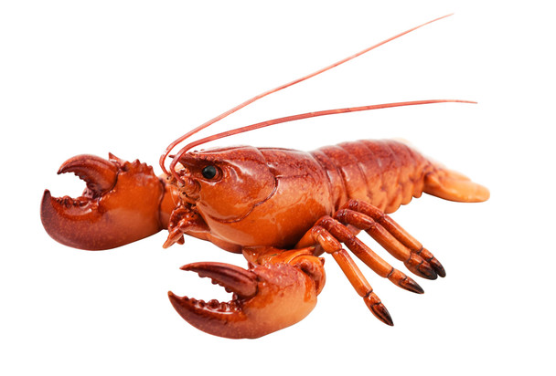 Lobster 8.5" OC112-53