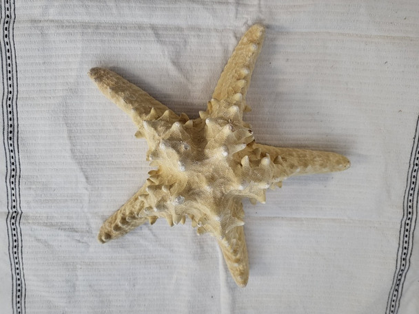 Starfish-mud natural 8"-9" SL12-110