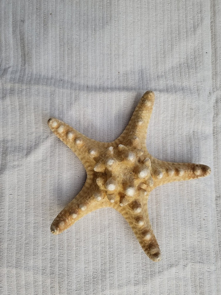 Knobby Starfish- 4"-5" SL12B-110