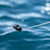 Cannon RETRO-EASE DOWNRIGGER WEIGHT RETRIEVER product image, MPN 2250122.