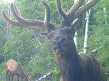 The Stealth Cam P12 6MP Digital Trail Cam in Action