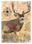 Birchwood Casey Dirty Bird PreGame Animal Targets Mule Deer 16.5x24" 3 Per Package