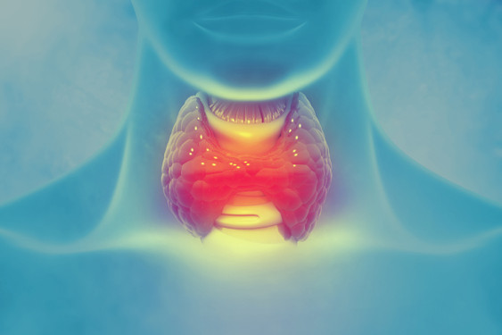 Thyroid Support Thyroid Support