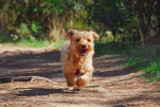 Pet Health 101: A Comprehensive Guide to Keeping Your Furry Friends Happy and Healthy