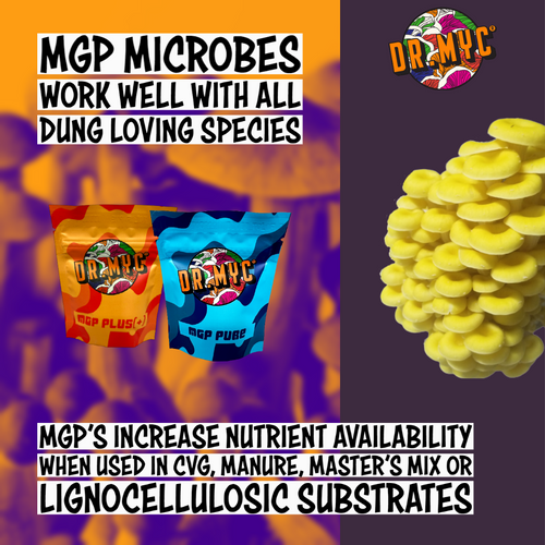 Gourmet mushrooms fruiting aggressively from substrate supplemented with PureMGP microbes