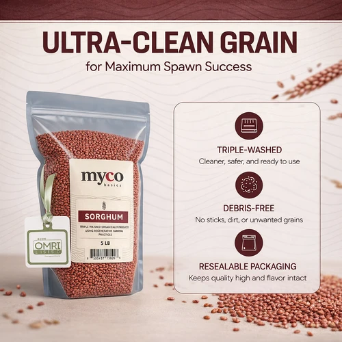 Certified organic sorghum grain for mushroom growing triple washed no fungicides