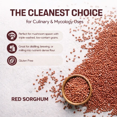 grow medicinal mushrooms and culinary mushrooms with organic sorghum grain