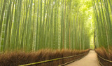 Bamboo - a sustainable fibre of the modern age