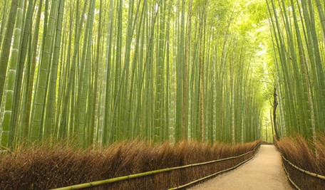 Bamboo - a sustainable fibre of the modern age