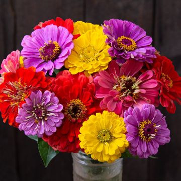 High Mowing Seeds County Fair Blend Zinnias