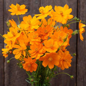 Bright Lights Blend Cosmos Seeds - 1/32 OZ