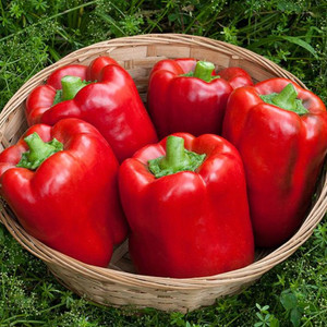 California Wonder Pepper Seeds - 1/64 OZ