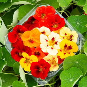Dwarf Jewel Blend Nasturtium Seeds - 1/8 OZ