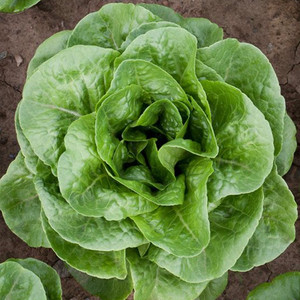 Winter Density Lettuce Seeds - 1/32 OZ