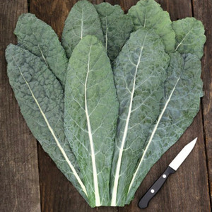 Lacinato Kale Seeds- 1/32 OZ