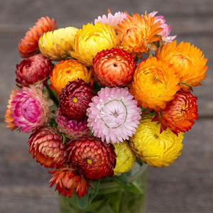 Roggli Riesen Strawflower Seeds - 1/64 OZ