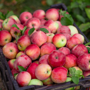 Organic Table Apples