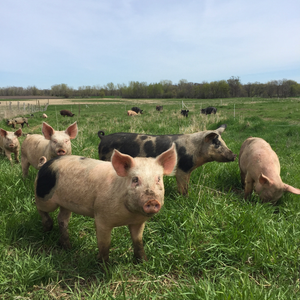 Pigs on pasture