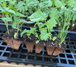 Garden in a Tray- 12 Organic Vegetable Seedlings Garden in a Tray- 12 Organic Vegetable Seedlings