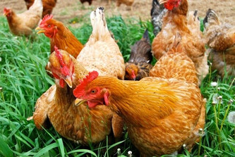 News from the Coop: A Letter from Farmer Elizabeth News from the Coop: A Letter from Farmer Elizabeth