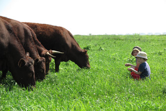 Barley Finished Beef Barley Finished Beef