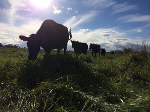 USDA Organic vs TC Farms Approach