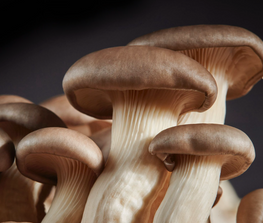 Mushroom Sampler: August Mushroom Sampler: August