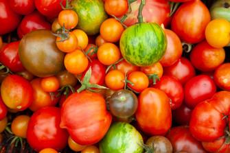 Local Tomatoes In Season Now Local Tomatoes In Season Now