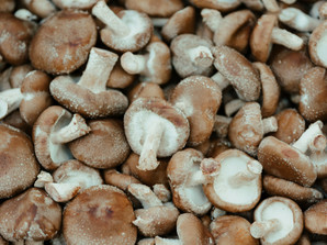 Shiitake Mushrooms Are Here Shiitake Mushrooms Are Here