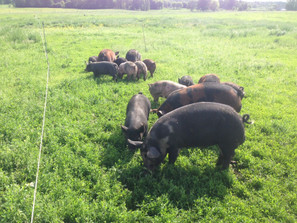 Pasture Raised: The Happiest, Healthiest Pork Pasture Raised: The Happiest, Healthiest Pork