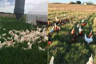 Cornish v.s. Red Ranger Chickens