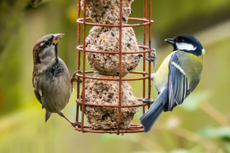 DIY Bird Feeder