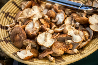 TC Farm Mushrooms: Explore New Varieties Each Month TC Farm Mushrooms: Explore New Varieties Each Month