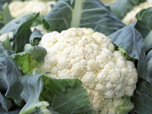 November 23-26 Weekly Features