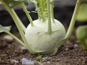 December 2-6 Weekly Features