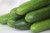 Mini Cucumbers