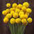 Sunball Craspedia - 50 SEEDS