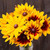 Rudbeckia - 50 SEEDS