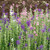 Salvia Seeds - 1/4 GRAM Salvia Seeds - 1/4 GRAM