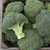 Covina F1 Broccoli - 25 SEEDS