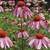 Echinacea Purpurea Seeds - 1/32 OZ