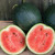 Sugar Baby Watermelon Seeds - 1/16 OZ Sugar Baby Watermelon Seeds - 1/16 OZ