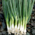 Parade Bunching Onion - 100 SEEDS