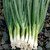 Parade Bunching Onion - 100 SEEDS