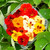 Dwarf Jewel Blend Nasturtium Seeds - 1/8 OZ