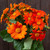 Mexican Sunflower Seeds - 1/32 OZ Mexican Sunflower Seeds - 1/32 OZ