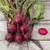 Shiraz Beet Seeds - 1/16oz