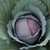 Red Express Cabbage Seeds- 1/32oz