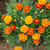 Queen Sophie Marigold Seeds - 1/32oz